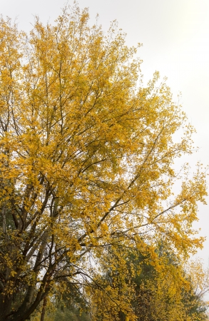 autumn Treeの写真素材
