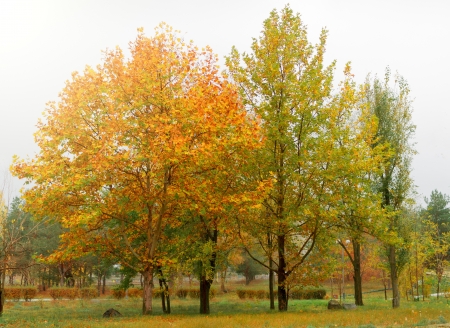 autumn Treeの写真素材