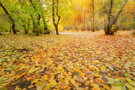 leaf in the forest autumn bottom viewの写真素材