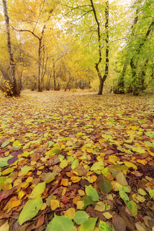 leaf in the forest autumn bottom viewの写真素材