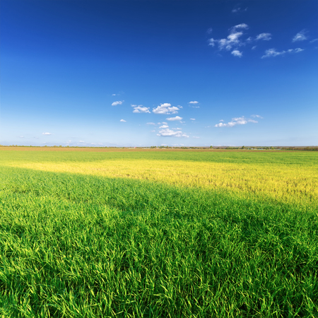 bright colorful picture ukraine fieldの写真素材