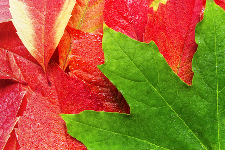 autumn leaves background / bright colors of summer, the beauty of natureの写真素材