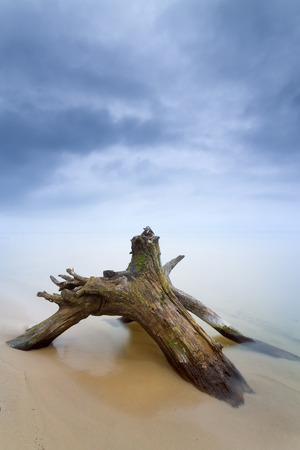 old log in the water / beach is a wild beach, early spring, Ukraineの写真素材