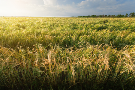 wheat field / wheat field on the background cornfield Ukraineの写真素材