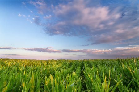 a corn field just after sunset / bright summer photo field of Ukraineの写真素材