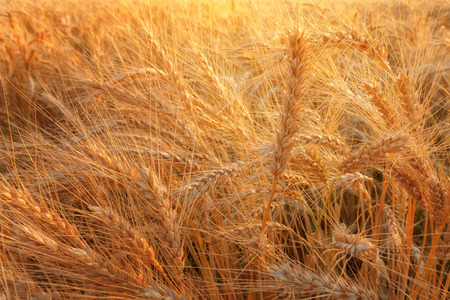 wheat at sunset / evening photos sunset field of Ukraineの写真素材