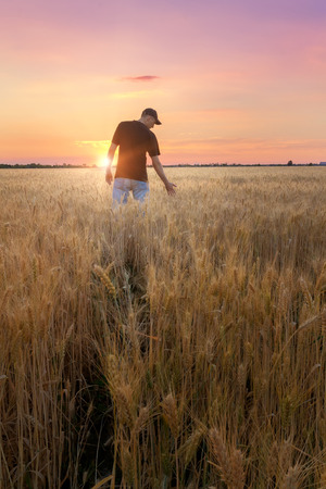 man in a wheat field / sunset field, evening photo Ukraineの写真素材