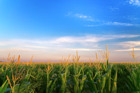 a corn field just after sunset / bright summer photo field of Ukraineの写真素材