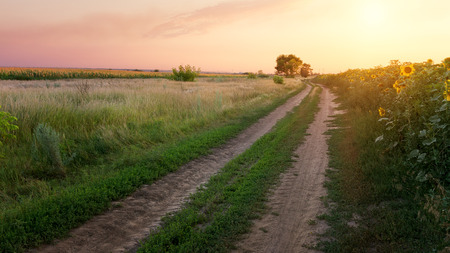 trail during sunset / country road evening landscapeの写真素材