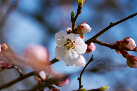beautiful flowering fruit treeの写真素材