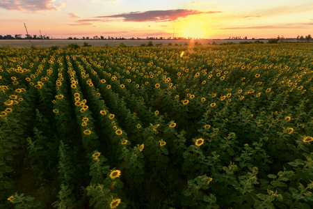 sunflower sunset with height / vivid sunset view on the field from a heightの写真素材