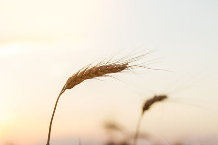 wheat field / wheat field on the background cornfield Ukraineの写真素材