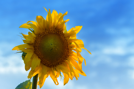 Sunflower flower close-up / evening photo nature at dusk field of ukraineの写真素材