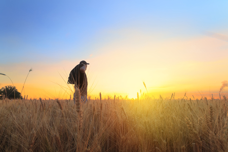man in wheat field sunset / quiet sunset agricultureの写真素材