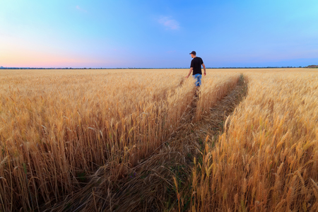 man in wheat field sunset / quiet sunset agricultureの写真素材