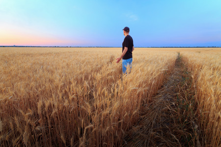 man in wheat field sunset / quiet sunset agricultureの写真素材