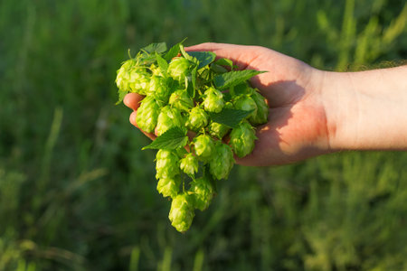 plant hops in the hand / person keeps the hops in hand