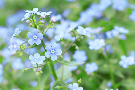 tiny flower close-up natural beautyの写真素材