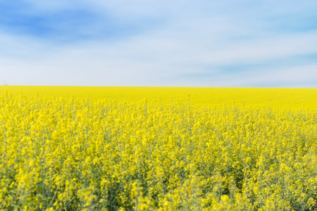 photo canola field / bright hot summer day landscape in nature