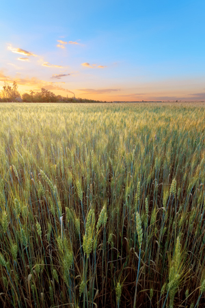 wheat field during sunset / fields of Ukraine landscape eveningの写真素材