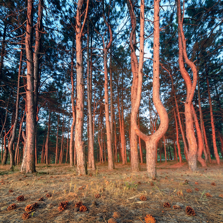 amazing tree low angle / dawn on the banks of the river tree growing in the sunの写真素材