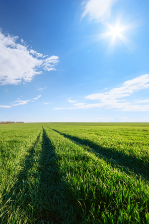 green young wheat field / bright Sunny day agricultureの写真素材