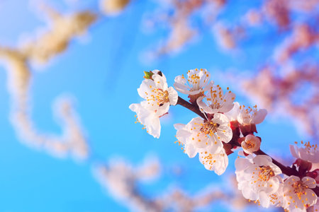 fruit tree flowers spring / spring flowering fruit treesの写真素材
