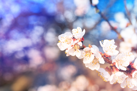 fruit tree flowers spring / spring flowering fruit treesの写真素材
