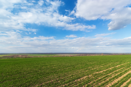 green young wheat field / bright Sunny day agricultureの写真素材