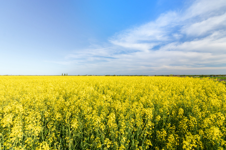 photo canola field / bright hot summer day landscape in natureの写真素材
