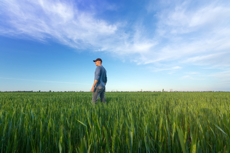 people wheat field sunset / landscape spring field agriculture of Ukraineの写真素材