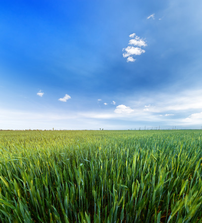 green young wheat field / bright Sunny day agricultureの写真素材