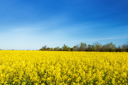 photo canola field / bright hot summer day landscape in natureの写真素材