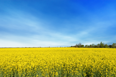 photo canola field / bright hot summer day landscape in natureの写真素材