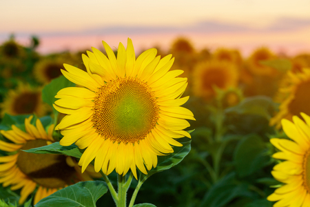 sunflower at sunset / bright sunflower on Vaughan of a beautiful sunsetの写真素材