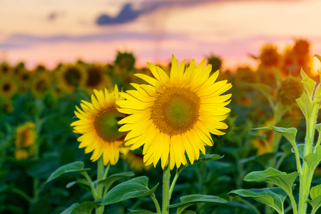 sunflower at sunset / bright sunflower on Vaughan of a beautiful sunsetの写真素材