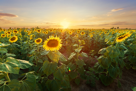 sunflower at sunset / bright sunflower on Vaughan of a beautiful sunsetの写真素材
