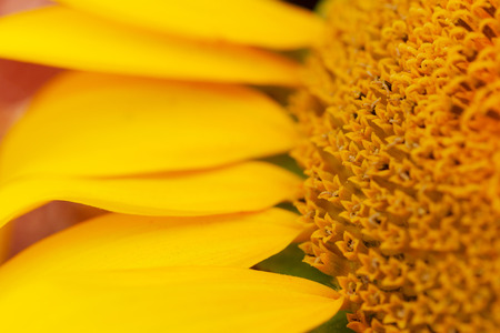 sunflower head large / bright summer photo with shallow depth of fieldの写真素材