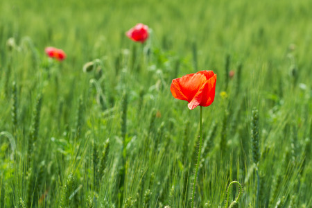 bright day red poppies on green field / wild flowers natural beautyの写真素材