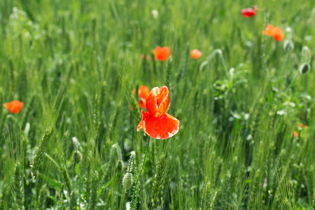 bright day red poppies on green field / wild flowers natural beautyの写真素材