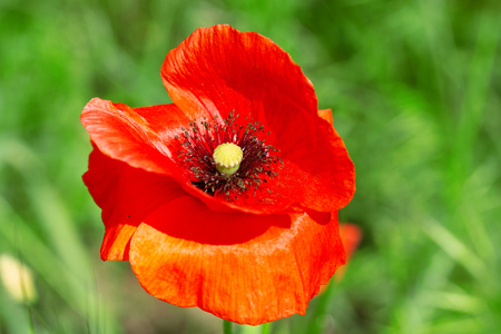 bright day red poppies close-up / wild flowers early summerの写真素材