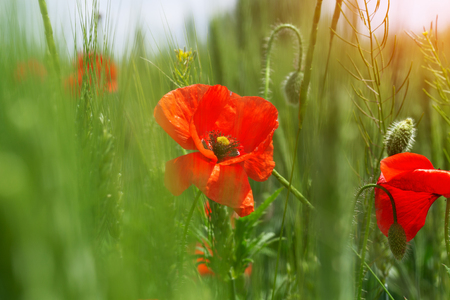 bright day red poppies close-up / wild flowers early summerの写真素材