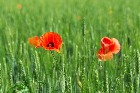 bright day red poppies close-up / wild flowers early summerの写真素材