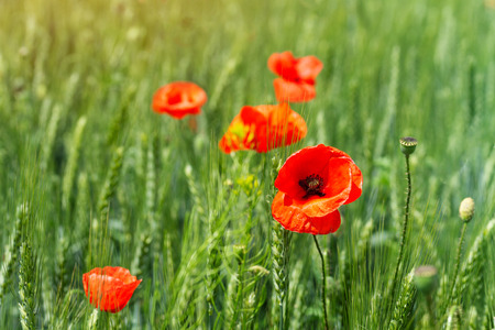bright day red poppies on green field / wild flowers natural beautyの写真素材