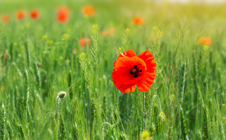 bright day red poppies close-up / wild flowers early summerの写真素材