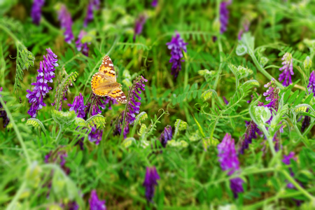 butterfly collects nectar / early summer nature bright dayの写真素材