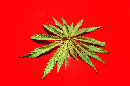 hemp on a red background / hemp leaves on a red background collected in a bunchの写真素材