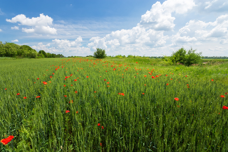 bright day red poppies on green field / wild flowers natural beautyの写真素材