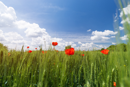 bright day red poppies on green field / wild flowers natural beautyの写真素材