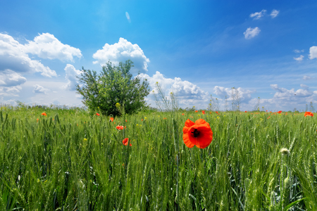 bright day red poppies on green field / wild flowers natural beautyの写真素材
